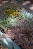 Festuca glauca and Carex comans 'Bronze', 'Frosted' and 'Prairie Fire', Provence, France