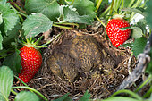 Chicks at nest in Stawberries, Kitchen garden, Provence, France