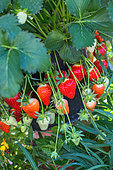 Strawberries 'Dely', Kitchen garden, Provence, France