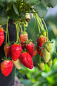 Strawberries 'Cirafine', Kitchen garden, Provence, France