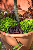 Laitues 'Feuille de chênes rouge', Feuille de chêne blonde' et 'Batavia' au pied d'un olivier en pot, Provence, France