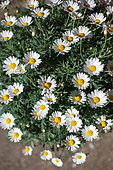 Argyranthemum, Provence France