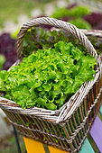 Oak leaf Lettuce in a basket, Provence, France