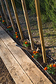Stakes for tomatoes and plantation of marigolds in a kitchen garden, Provence, France