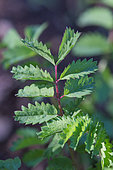 Salad burnet (Sangusorba minor) leaf, Provence, France
