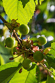 Unripened cherries, Provence, France