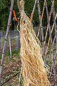 Plantation of tomatoes in a garden - Raffia used for tying plants, France