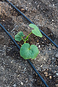 Zucchini plant and irrigation drip in Vegetable Garden, Provence, France
