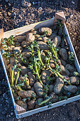 Rack of Potato plants 'Amandine' in Vegetable Garden, Provence, France