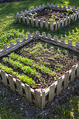 Semis de Mesclun et Aneth dans un carré de Bartholomew au jardin potager, Provence, France