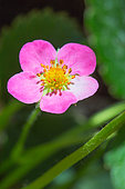 Remontant Strawberry 'Vivarosa' flower, Provence, France