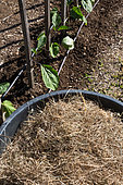 Nettle Mulch and Eggplant seedlings, Vegetable Garden, Provence, France