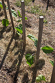 Eggplant plants and grass mulch in Vegetable Garden, Provence, France