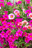 Calibrachoa 'Million Bells' pink, Provence, France