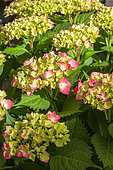 Hydrangea flowers (Hydrangea macrophylla), Provence, France