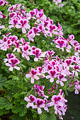 Pelargonium grandiflorum, Provence, France