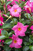 Flowers of Mandevilla, Provence, France