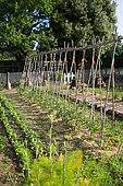 Tomatoes in stakes in Vegetable Garden, Provence, France
