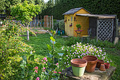 Cabane de jardin et parterre d’œnothères 'Rosea' en mai, Provence, France