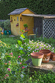 Pink Evening primrose in front of a garden shack, Provence, France