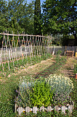 Herbs in a square foot vegetable garden and Tomatoes on stakes, Provence, France