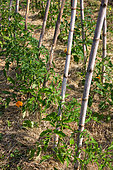 Tomatoes in stakes in Vegetable Garden, Provence, France