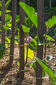 Plant of flower Eggplant in Vegetable Garden, Provence, France