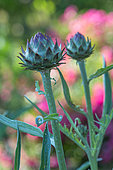 Flower of cardoon, Provence, France