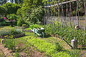 Plate-bande de Moutarde blanche et Tomates sur tuteurs, brouette et arrosoir au jardin potager, Provence, France
