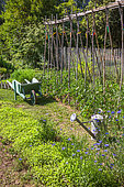Bed of White mustard and tomatoes on stakes, wheelbarrow and watering in vegetable garden, Provence, France