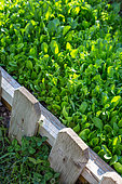 Mesclun mix in a square foot kitchen garden, Provence, France