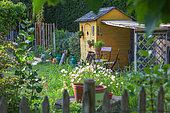 Parterre d’œnothères 'Rosea' devant une cabane de jardin en juin, Provence, France