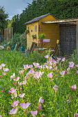 Pink Evening primrose in front of a garden shack, Provence, France