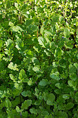White Mustard used as green manure in a kitchen garden, Provence, France