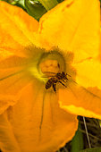 Abeille dans un fleur femelle de courgette, Provence, France