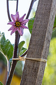 Flower of eggplant, Provence, France
