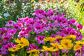 Pelargonium and Coreopsis flowers, Provence, France