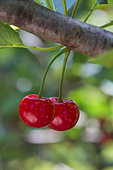 Red Morello cherries on the tree, Provence, France