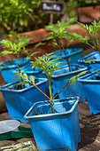 Cosmos sulphureus seedlings in plastic pots, Provence, France