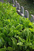 Mesclun mix in a square foot kitchen garden, Provence, France