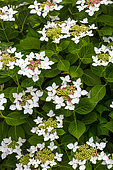 Hydrangea 'Lanarth White', Provence, France