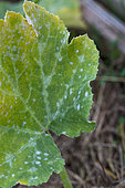 Powdery mildew on leaves of Cucurbita, Provence, France