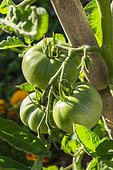Unripe tomato 'Saint-Pierre', Provence, France