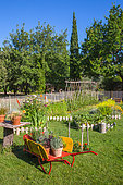 Moutarde blanche, potager en carrés, tomates sur tuteurs, dahlias cactus, brouette, table et plantes aromatiques au jardin potager, Provence, France