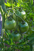 Unripe tomato 'Cobra', Provence, France