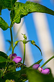 Flowers and pods of Green Bean, Vegetable Garden Provence, France