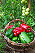 Freshly picked green and red sweet peppers, Provence, France