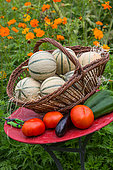 Récolte de fruits et légumes d'été sur une petite table de jardin, Provence, France