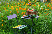 Summer harvest of fruits and vegetables on a small garden table, Provence, France