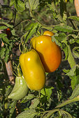 Tomates 'Cornabel', Provence, France
